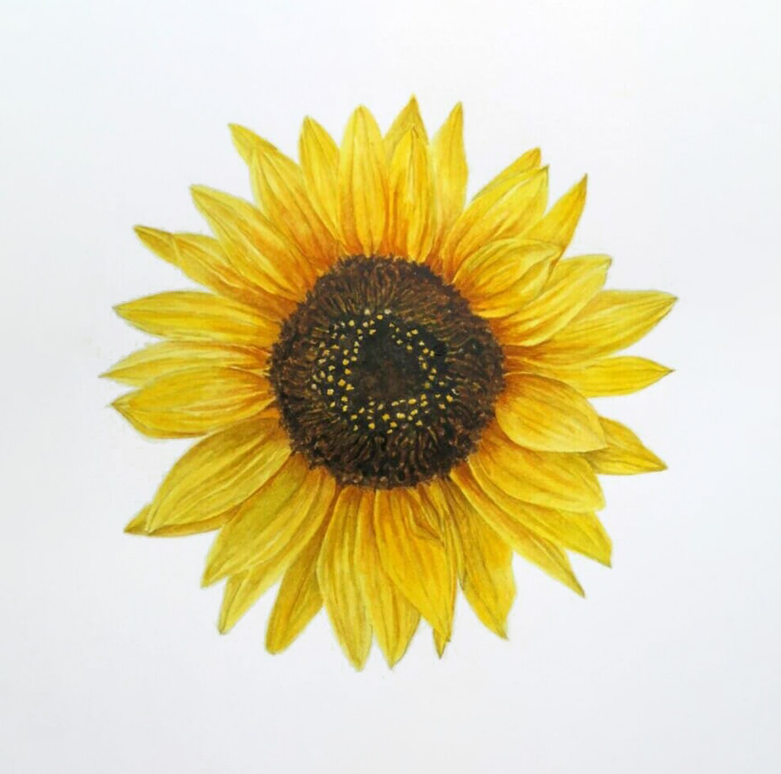 Free Watercolor Sunflower Class - Nature Studio