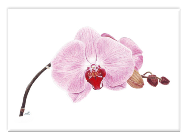 2-Jill-Buckleys-orchid-600x446 Jill Buckley