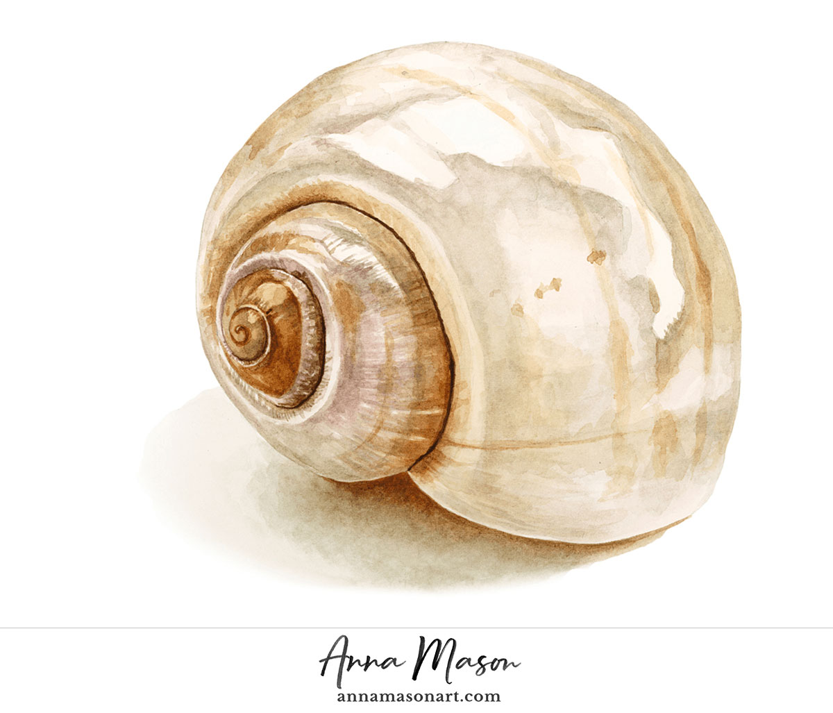 Shiny Shell Nature Studio