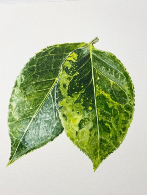 4-Julia-Ingrams-camellia-leaves-480x637 Julia Ingram