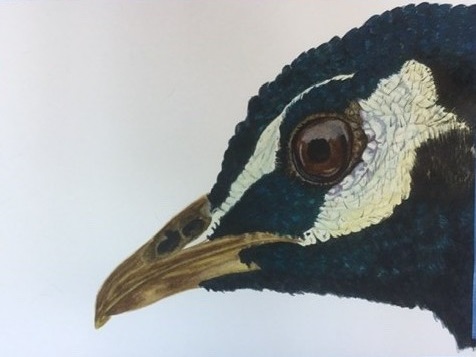 5-Casys-bird-1 Casy