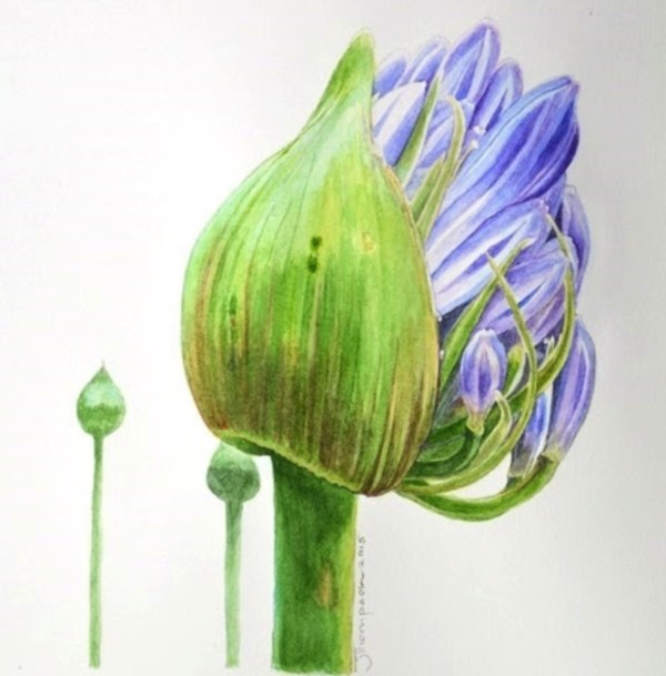 6-Judith-Thompsons-agapanthus-600x609 Judith Thompson