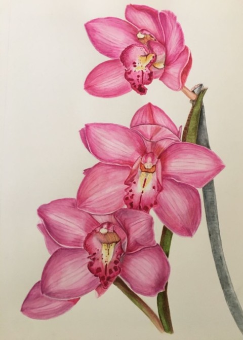Gail-Curtis-orchid-480x670 Gail Curtis