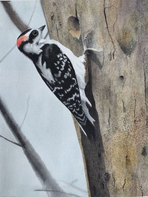 Ginger-Burkes-woodpecker-480x642 Ginger Burke