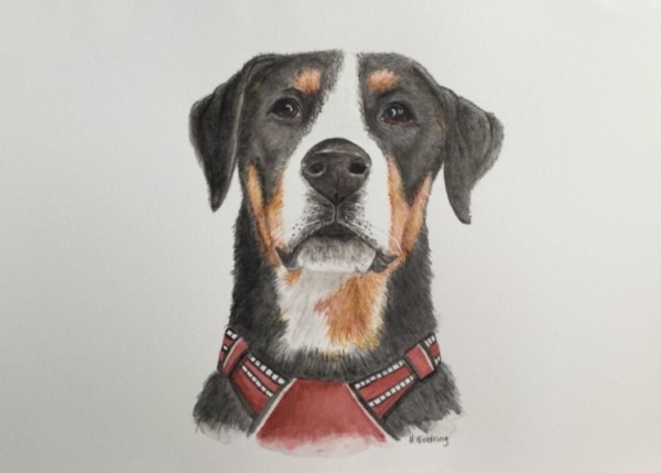 Helen-Goldrings-dog-breed-TBC-1-600x429 Helen Goldring