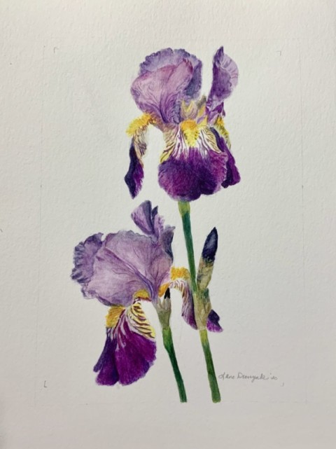 Lanes-iris-480x641 Lane