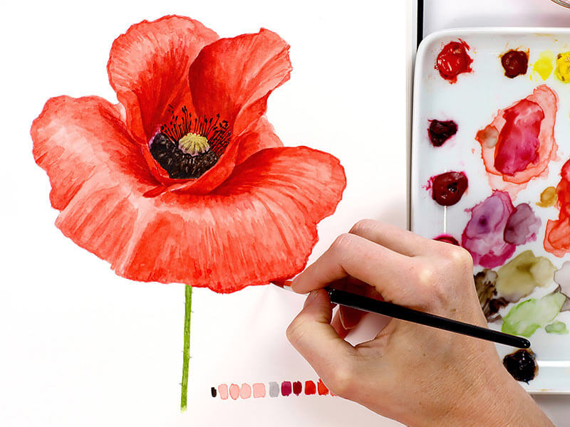NS-freeclass-poppy NS-freeclass-poppy