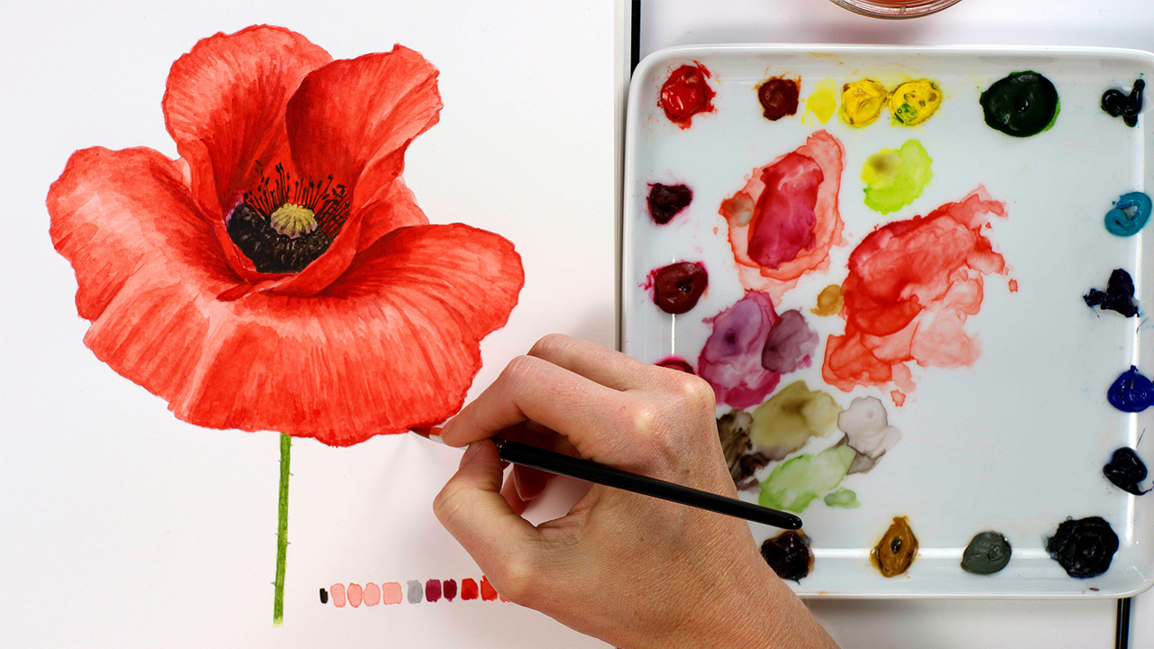 How to paint a red poppy in watercolour - Nature Studio, image size:1280x720