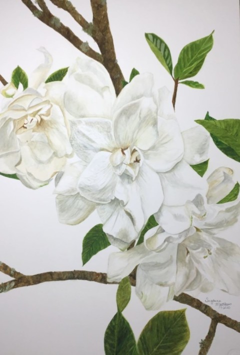 Suzanne-Matthews-gardenia-480x711 Suzanne Matthews