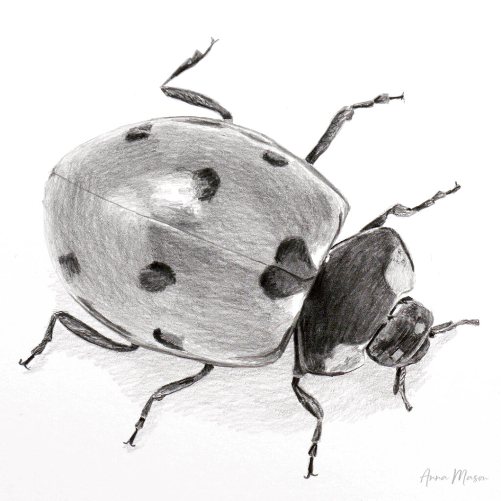 Tonal-Ladybirdv2-FI-1024x1024