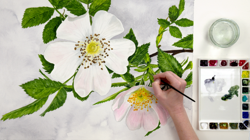 Paint Wild Roses in Watercolor