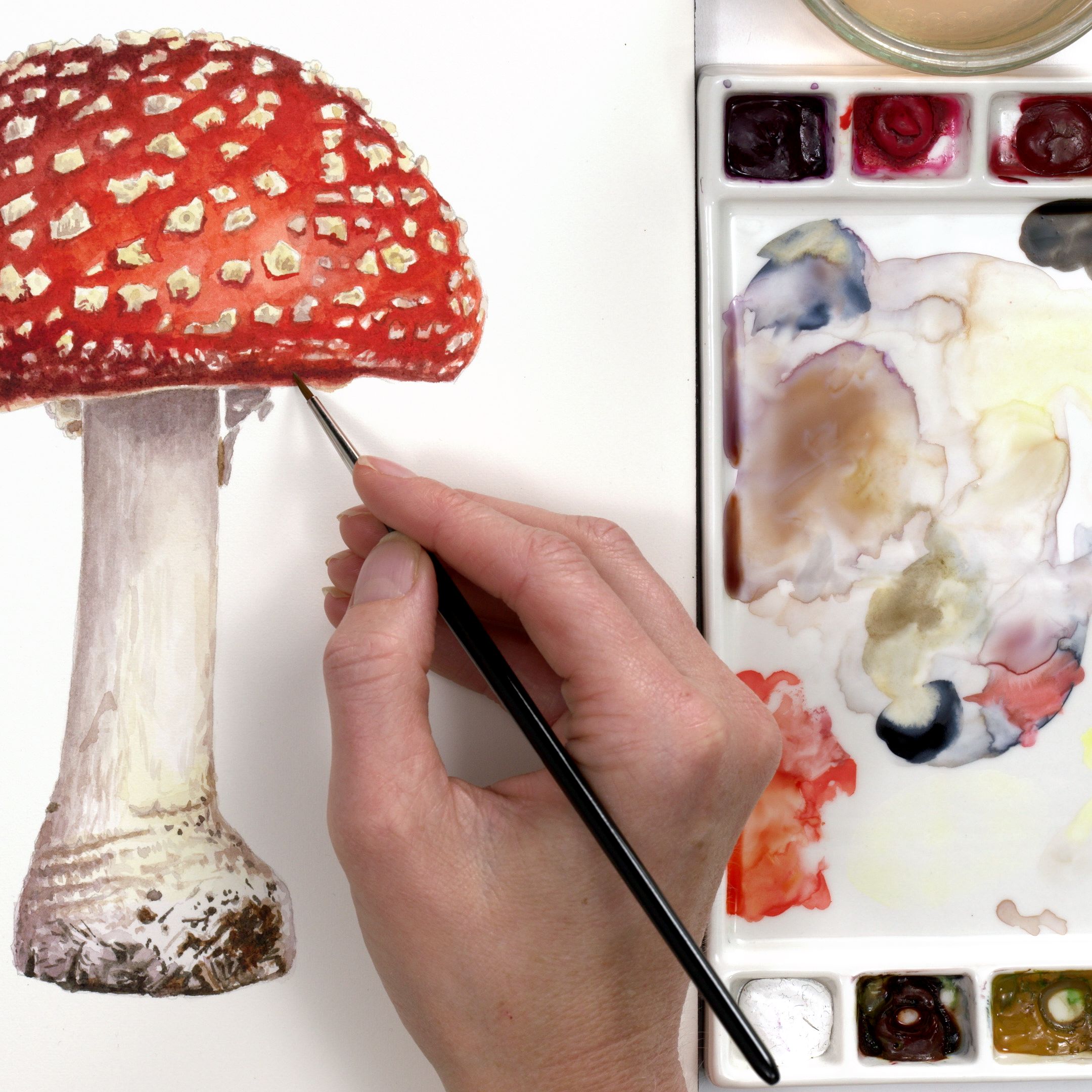 A144_FlyAgarticToadstool_Thumbnail-1