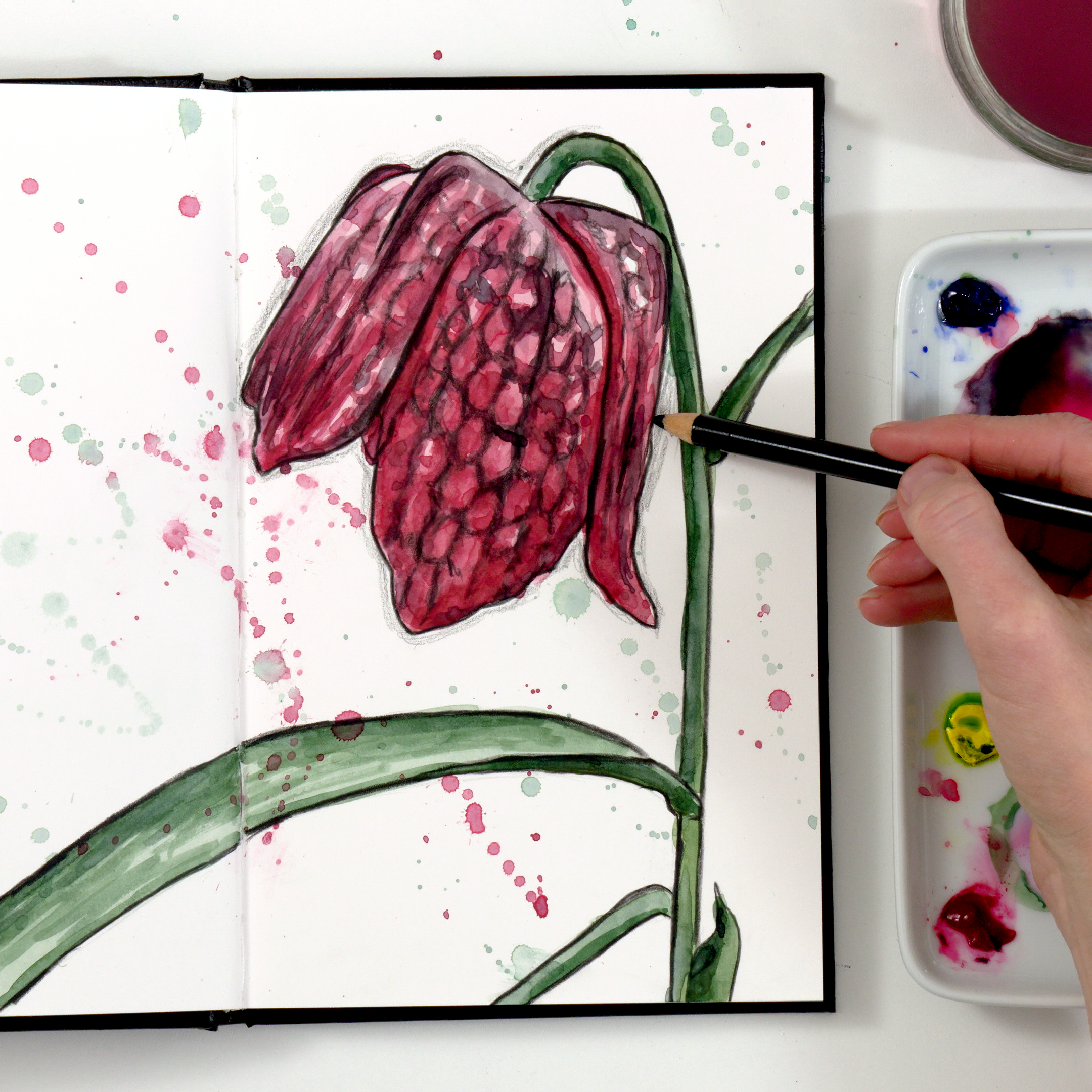 A158_BSSnakesheadFritillary_Thumbnail_3 (1)