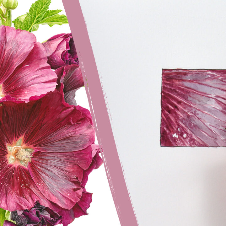 Hollyhock Petal YT FI