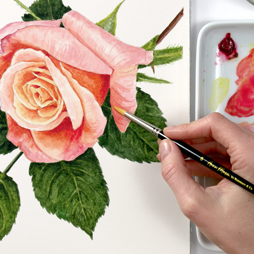 Opening Rose FI