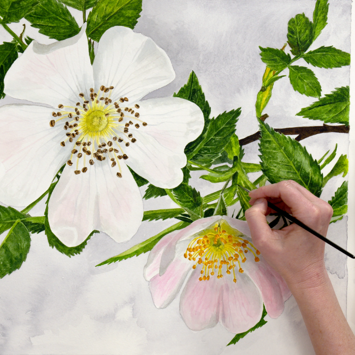 Paint Wild Roses in Watercolor