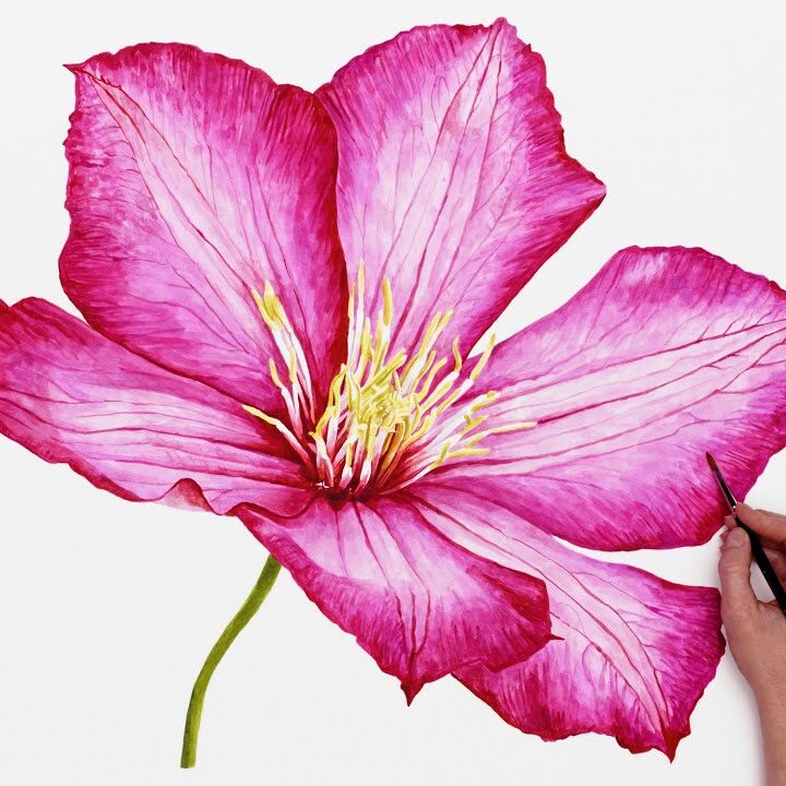 How to paint a Line and wash watercolor flower - Nature Studio