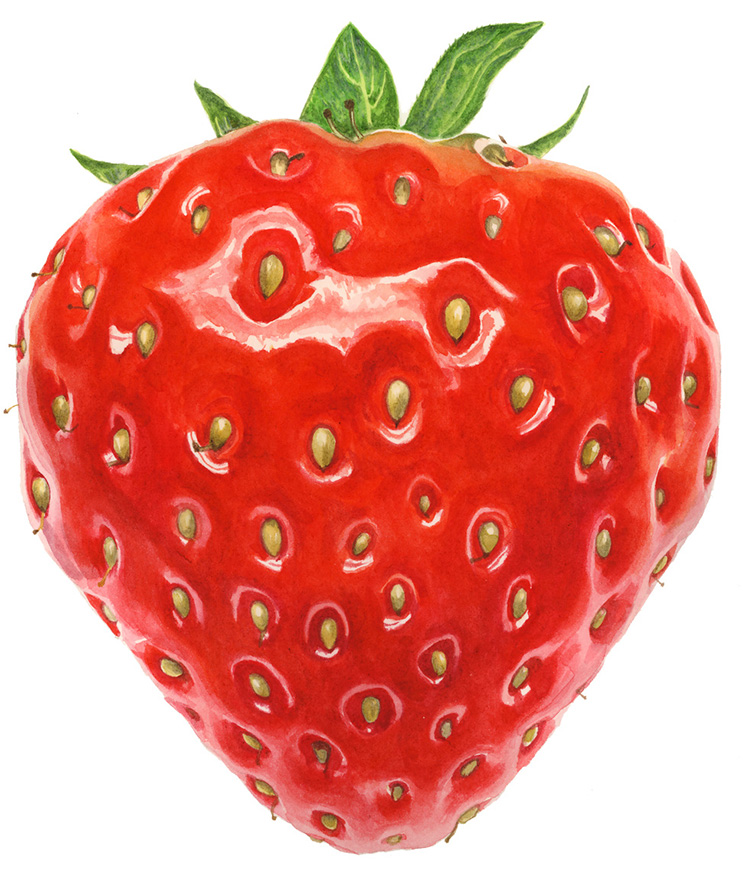 anna mason art strawberry